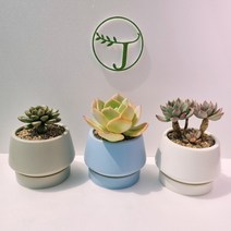 홍포도 아악무 백봉 네온라이트 아드레미쳐스 여미월 다육이 다육 다육식물 농장 알뜰장터 다유기 다요기 잘안죽는 추위에 강한 식물, 4 아악무, 3 그레이, 1개