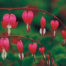 [DELUJO] 한국 금낭화 씨앗 야생화 꽃씨 종자 품종 정원 20립22722EA, 쿠팡 본상품선택