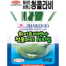 경신종묘 청콜라비 800립 파종용 콜라비 씨앗