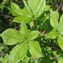 친구식물 가시오가피 2년생 10주묶음-약용수