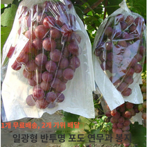 루비로망포장지 포도 봉투 반투명 반백색 몰드, 28X36 [불투명 풀페이퍼백 100개]
