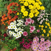 [모종가게] 국화소품(색상랜덤10cm) 3개 꽃 모종 화분 키우기 가을꽃 야생화 묶음상품, 1세트