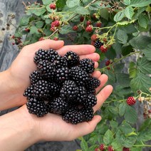 흥부베리팜 대용량 냉동 블랙베리, 1개, 5kg