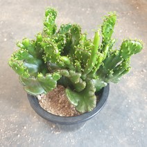 [수암다육] 파티오라 철화 랜덤발송 Euphorbia tirucalli f. cristata 랜덤발송 다육 다육이 다육식물 183 청산호