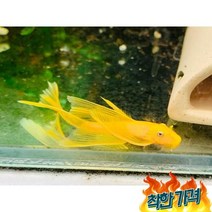 L-144 안시숏핀 3~4cm 열대어 청소물고기, L-144 안시롱핀 3~4cm 5마리 / 열대어 청소물