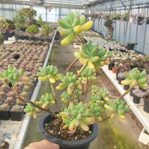 [수암다육] 을녀심 랜덤발송 Sedum pachyphyllum 랜덤발송 다육 다육이 다육식물 342