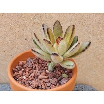 다육식물/복토이+독일토분-2579 아프리카농장