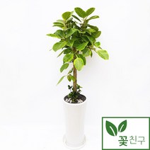 꽃친구 뱅갈고무나무 사기분 사각분 중형 대형 실내 거실 사무실 개업 축하 화분 전국 당일배송, 뱅갈고무나무 사기분 3호, 기본받침