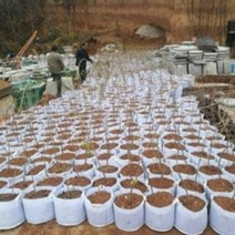 부직포 화분 중형 대형 베란다 텃밭 블루베리 심기 손잡이 화분 20개 40개, 핸들 없음 30 X 30(20개)