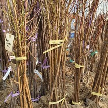 복숭아 슈퍼골드(천도) 묘목 1주 접목 모종 모나무 원예 나무, 1개