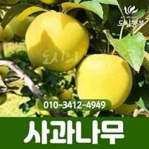 사과(시나노골드) 이중접목1년 특묘 (대목M26)