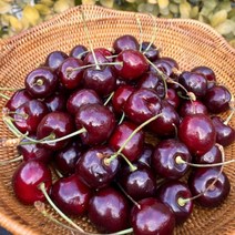 체리 칠레산 생체리 1kg 프리미엄 고당도 항공직송 칠레체리 생체리 수입과일 과일 간식, 본상품, 쿠팡 본상품선택