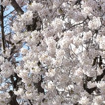 왕벚나무 묘목 2m 상묘 벚꽃나무 관상수 정원수 가로수