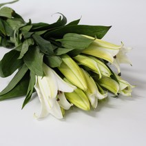 시베리아 생화택배 1단에 5줄기 송이는 10송이이상 (고속터미널꽃시장 직배송) 꽃예꽃, 취소처리(취소선택시 다른꽃변경불가), 일반(홑) 시베리아(꽃잎이 한겹), 수요일 구매시 (금~토요일 도착)
