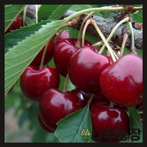 (나무농장) 체리나무 라핀(자가수정) R4 결실주 분