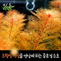 [미초] 레드밀리오필름 수초 10촉 / 치어 수초 / 초보자 수초 / 구피 수초