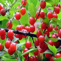 착한가격 나무생각 / 앵두나무 / R2 / 결실주, 주