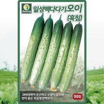 일성백다다기오이 씨앗 오이 씨 종자 50립, 단품