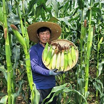 강원도 찰옥수수 산지직송, 50개