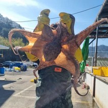 통영 살아있는 활 생 돌문어 1.5kg 2.5kg 3kg 제수용 제사용 산지직송, 1.5kg(1미), 1개