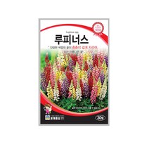 솔림텃밭몰 루피너스씨앗 30립 루피너스 꽃씨앗 관산용