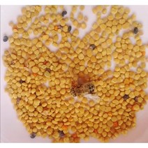 벌화분 꽃가루화분 1kg, 1개