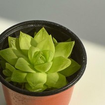 보초금 하월시아 모종 경화금 다육식물 선인장 키우기 마이플랜트