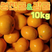성전귤 & 감귤 제주도 보석귤 토마토귤 제주감귤 감귤 10kg, 감귤10kg