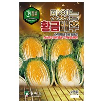 맛있는황금배추 김장배추씨앗 김장씨앗 300립 원씨드 23년, 1개