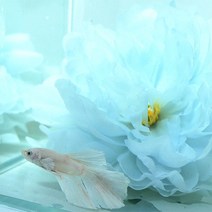 바보사랑 베타 실크 플라워 베드 꽃침대 연블루.미미네아쿠아, 상세 설명 참조