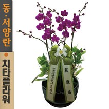 치타플라워 만천홍 서양란 승진 축하 생일 개업 이사 화분 [CT05A-02] 서양난 미니 호접란 전국 당일 배송 꽃배달