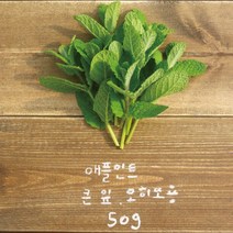 유기농 애플민트 생잎 큰 잎 50g/모히또용, 단품, 1개