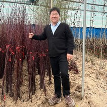 홍단풍묘목 단풍나무 접목홍단풍 사계절홍단풍, 홍단풍 접목2년생