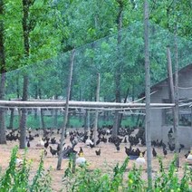 메쉬 휀스 울타리망 팬스 안전펜스 4x4cm 평방 구멍의 18 가닥 무거운 안티 버드 그물 정원 울타리와 보호, 10 2M x 25M