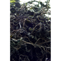 건곤드레나물 영월 곤드레 말린곤드레, 200g