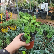 레몬나무 소품 열매류식물