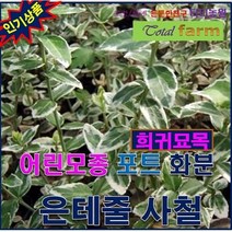 희귀야생화/포트묘/화분용/ 은테줄사철 5주, 상세페이지 참조