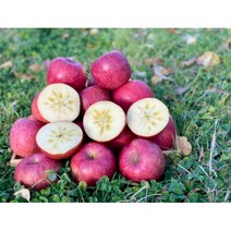 청송 꿀 사과 햇 부사 시나노골드 경북 선물용 흠과 5kg 10kg, 시나노골드5k, 소과(20~22과)