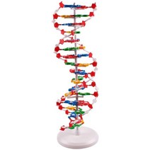 분자구조 모형 dna 이중 나선 고등학교 dna 교재 데모 악기, 없음