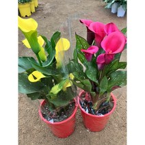 [근이네식물원] 카라 /중품, 와인