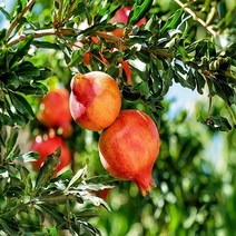 NS석류나무 슈퍼왕석류 R3분(결실주)