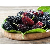 오디잼 오디쨈 오디청 만들기 오디술 오디주 담그기 국내산 토종오디 생과 1kg