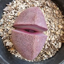 리톱스 자재옥 키우기 쉬운 거실 실내 다육 랜덤1-50, 단품, 1개
