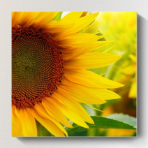 들꽃화방 해바라기 벽화 실내 캔버스 액자 풍수 인테리어 홈 장식 아이템 그림