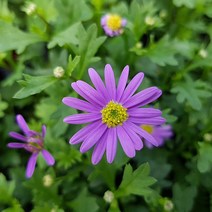 피어나라플라워 사계국화(1Set 3개), 3개