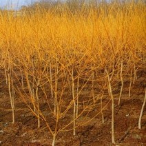 묘목/황금회화나무 /접목2년 상묘/2주 SK477, 1개