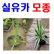 (D소망)야생화 실유카모종(포트) 2개)(무늬 아님), 2개