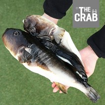 동해안 자연산 손질복어 주문즉시 손질한 생물 참복 밀복, 1개, 참복 3kg (2-4미/생물)