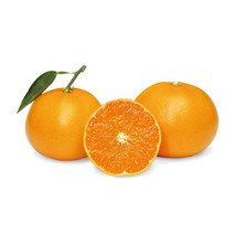 [곱들락] 제주산 고당도 천혜향/선물용 가정용먹걸이, 10kg(60입내)