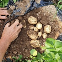 2022년 산지직송 강원도 두백 수미 햇감자 분감자 감자 3kg 5kg 10kg, 1박스, 감자 중(조림,구이용) 10kg